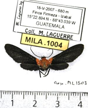  (Psoloptera basifulva - MILA 1004)  @13 [ ] Copyright (2010) Michel Laguerre Research Collection of Michel Laguerre