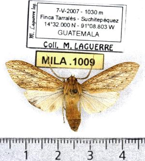  (Leucanopsis sp. 1-ML2 - MILA 1009)  @14 [ ] Copyright (2010) Michel Laguerre Research Collection of Michel Laguerre