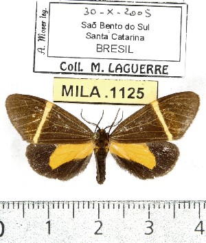  (Euchlaenidia neglecta - MILA 1125)  @14 [ ] Copyright (2010) Michel Laguerre The Research Collection of Michel Laguerre