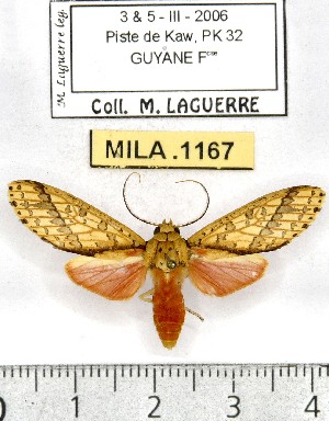  (Haemaphlebiella formona - MILA 1167)  @15 [ ] Copyright (2010) Michel Laguerre The Research Collection of Michel Laguerre