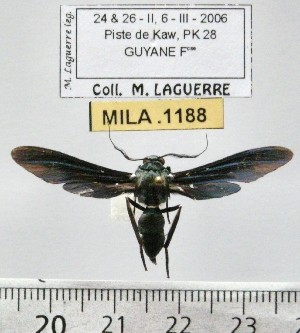  (Phaeosphecia - MILA 1188)  @14 [ ] Copyright (2010) Michel Laguerre The Research Collection of Michel Laguerre