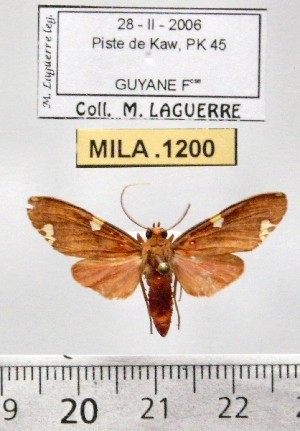  (Trichromia tremula - MILA 1200)  @14 [ ] Copyright (2010) Michel Laguerre The Research Collection of Michel Laguerre