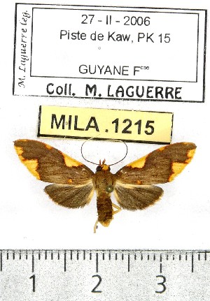  (Trichromia declivis - MILA 1215)  @15 [ ] Copyright (2010) Michel Laguerre The Research Collection of Michel Laguerre