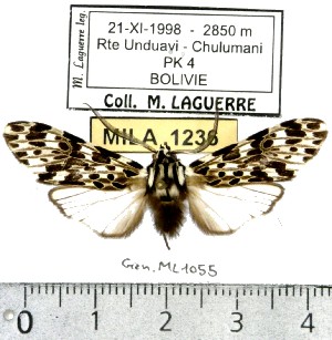  (Eucereon arpi - MILA 1236)  @13 [ ] Copyright (2010) Michel Laguerre Research Collection of Michel Laguerre