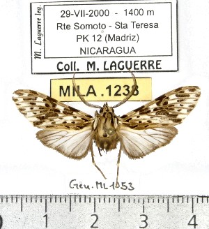  (Eucereon sp. ML2 - MILA 1238)  @13 [ ] Copyright (2010) Michel Laguerre Research Collection of Michel Laguerre