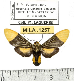  (Ordishia godmani - MILA 1257)  @15 [ ] Copyright (2010) Michel Laguerre Research Collection of Michel Laguerre