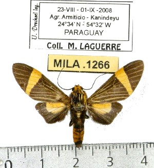  (Ordishia sp. ML1 - MILA 1266)  @15 [ ] Copyright (2010) Michel Laguerre Research Collection of Michel Laguerre