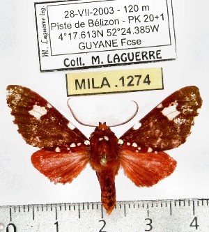  (Rhodorhipha perflammans - MILA 1274)  @13 [ ] Copyright (2010) Michel Laguerre Research Collection of Michel Laguerre