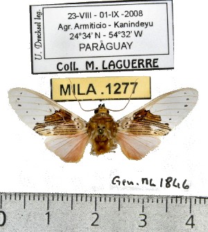  (Idalus occidentalis - MILA 1277)  @12 [ ] Copyright (2010) Michel Laguerre Research Collection of Michel Laguerre