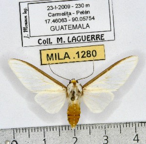  (Robinsonia sabata - MILA 1280)  @15 [ ] Copyright (2010) Michel Laguerre Research Collection of Michel Laguerre