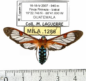  (Cosmosoma teuthras - MILA 1286)  @14 [ ] Copyright (2010) Michel Laguerre Research Collection of Michel Laguerre