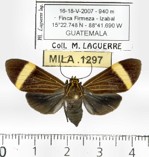 (Epidesma ursula - MILA 1297)  @14 [ ] Copyright (2010) Michel Laguerre Research Collection of Michel Laguerre