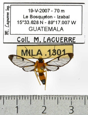  (Pseudosphex leovazquezae - MILA 1301)  @13 [ ] Copyright (2010) Michel Laguerre Research Collection of Michel Laguerre