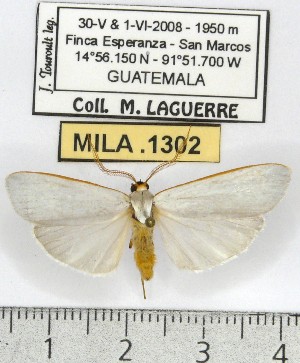 (Agylla sp. ML2 - MILA 1302)  @14 [ ] Copyright (2010) Michel Laguerre Research Collection of Michel Laguerre