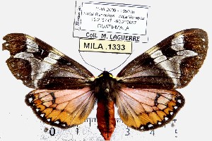  (Dysschema intermedium - MILA 1333)  @14 [ ] Copyright (2010) Michel Laguerre Research Collection of Michel Laguerre
