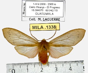  (Pseudohemihyalea sp. ML5 - MILA 1338)  @13 [ ] Copyright (2010) Michel Laguerre Research Collection of Michel Laguerre