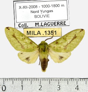  (Symphlebia foliosa - MILA 1351)  @12 [ ] Copyright (2010) Michel Laguerre Research Collection of Michel Laguerre