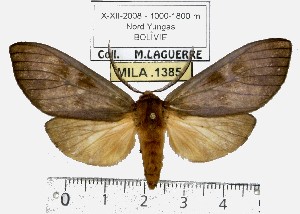  (Elysius pachycera - MILA 1385)  @14 [ ] Copyright (2010) Michel Laguerre Research Collection of Michel Laguerre