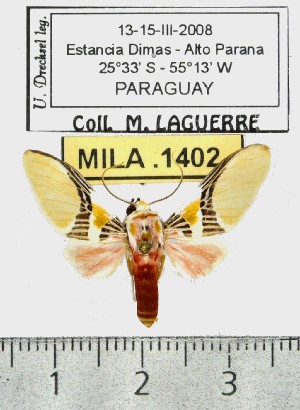 ( - MILA 1402)  @13 [ ] Copyright (2010) Michel Laguerre Research Collection of Michel Laguerre