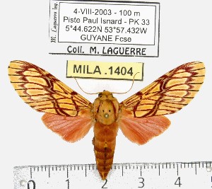  (Hypidalia - MILA 1404)  @14 [ ] Copyright (2010) Michel Laguerre Research Collection of Michel Laguerre