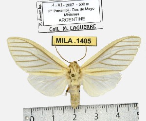  (Munona iridescens - MILA 1405)  @14 [ ] Copyright (2010) Michel Laguerre Research Collection of Michel Laguerre