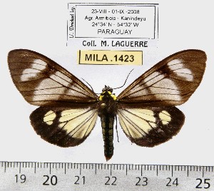  (Dysschema flavopennis - MILA 1423)  @13 [ ] Copyright (2010) Michel Laguerre Research Collection of Michel Laguerre