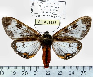  (Dysschema marginalis - MILA 1435)  @14 [ ] Copyright (2010) Michel Laguerre Research Collection of Michel Laguerre