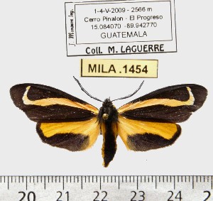  (Gnophaela baileyi - MILA 1454)  @13 [ ] Copyright (2010) Michel Laguerre Research Collection of Michel Laguerre
