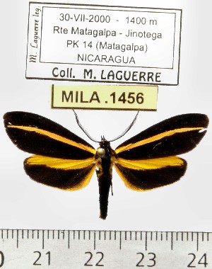  (Josiomorpha sp. ML3 - MILA 1456)  @13 [ ] Copyright (2010) Michel Laguerre Research Collection of Michel Laguerre