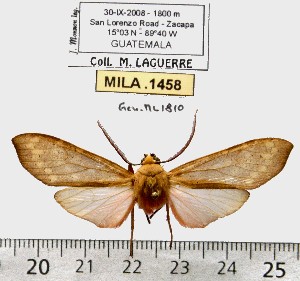  (Pseudohemihyalea sp. ML7 - MILA 1458)  @12 [ ] Copyright (2010) Michel Laguerre Research Collection of Michel Laguerre