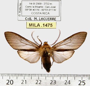  (Pseudohemihyalea niger - MILA 1475)  @13 [ ] Copyright (2010) Michel Laguerre Research Collection of Michel Laguerre