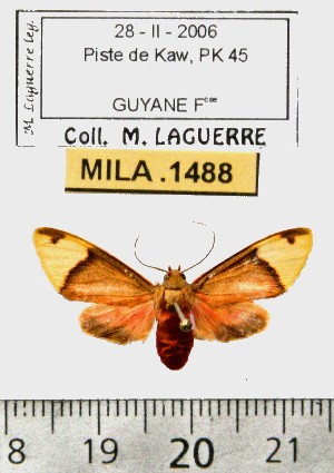  (Scaptius cerdai - MILA 1488)  @14 [ ] Copyright (2010) Michel Laguerre Research Collection of Michel Laguerre