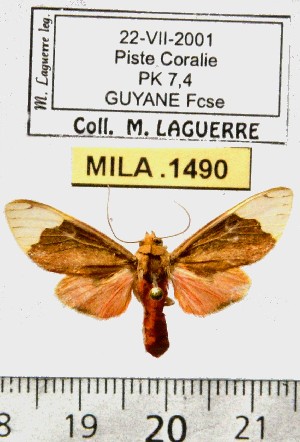  (Scaptius prumaloides - MILA 1490)  @12 [ ] Copyright (2010) Michel Laguerre Research Collection of Michel Laguerre