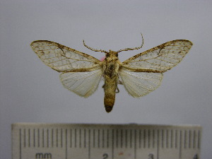  (Lophocampa subvitreata - BEVI1563)  @14 [ ] No Rights Reserved (2012) Benoit Vincent Research Collection of Benoit Vincent