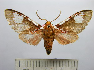  (Rhodorhipha andensis - BEVI1587)  @14 [ ] No Rights Reserved (2012) Benoit Vincent Research Collection of Benoit Vincent