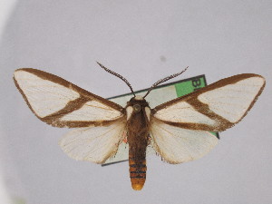  ( - BEVI2457)  @11 [ ] No Rights Reserved (2024) Benoit VINCENT Unspecified