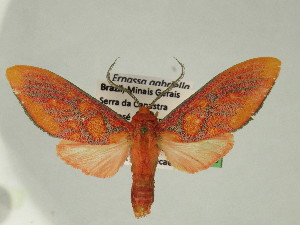  (Ernassa gabriellae - BEVI2459)  @11 [ ] No Rights Reserved (2024) Benoit VINCENT Unspecified