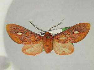  ( - BEVI2460)  @11 [ ] No Rights Reserved (2024) Benoit VINCENT Unspecified