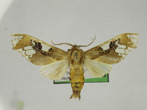  ( - BEVI2466)  @11 [ ] No Rights Reserved (2024) Benoit VINCENT Unspecified