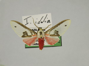  (Idalus idalia - BEVI2467)  @11 [ ] No Rights Reserved (2024) Benoit VINCENT Unspecified