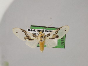  ( - BEVI2470)  @11 [ ] No Rights Reserved (2024) Benoit VINCENT Unspecified