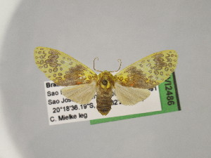  ( - BEVI2486)  @11 [ ] No Rights Reserved (2024) Benoit VINCENT Unspecified