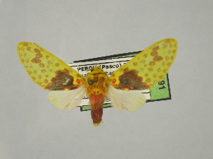  ( - BEVI2491)  @11 [ ] No Rights Reserved (2024) Benoit VINCENT Unspecified