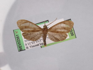  ( - BEVI2520)  @11 [ ] No Rights Reserved (2024) Benoit VINCENT Unspecified