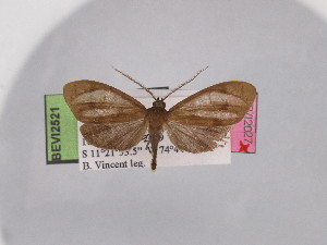  ( - BEVI2521)  @11 [ ] No Rights Reserved (2024) Benoit VINCENT Unspecified