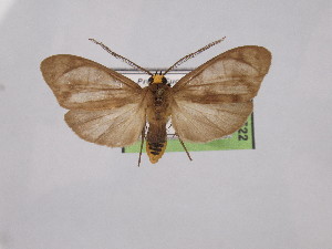  ( - BEVI2522)  @11 [ ] No Rights Reserved (2024) Benoit VINCENT Unspecified