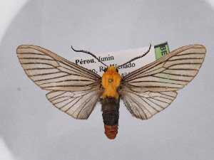  (Pseudischnocampa ecuadoriensis - BEVI2525)  @11 [ ] No Rights Reserved (2024) Benoit VINCENT Unspecified