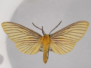  (Pseudischnocampa nigrivena - BEVI2526)  @11 [ ] No Rights Reserved (2024) Benoit VINCENT Unspecified