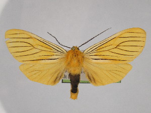  (Pseudischnocampa nigridorsata - BEVI2528)  @11 [ ] No Rights Reserved (2024) Benoit VINCENT Unspecified