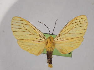  ( - BEVI2529)  @11 [ ] No Rights Reserved (2024) Benoit VINCENT Unspecified